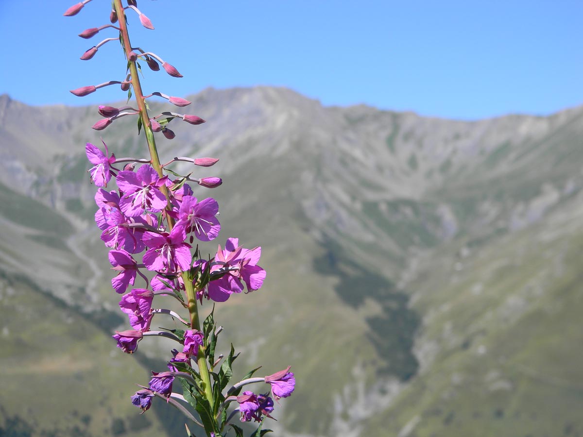 Fleur Valloire été Fleur Valloire été