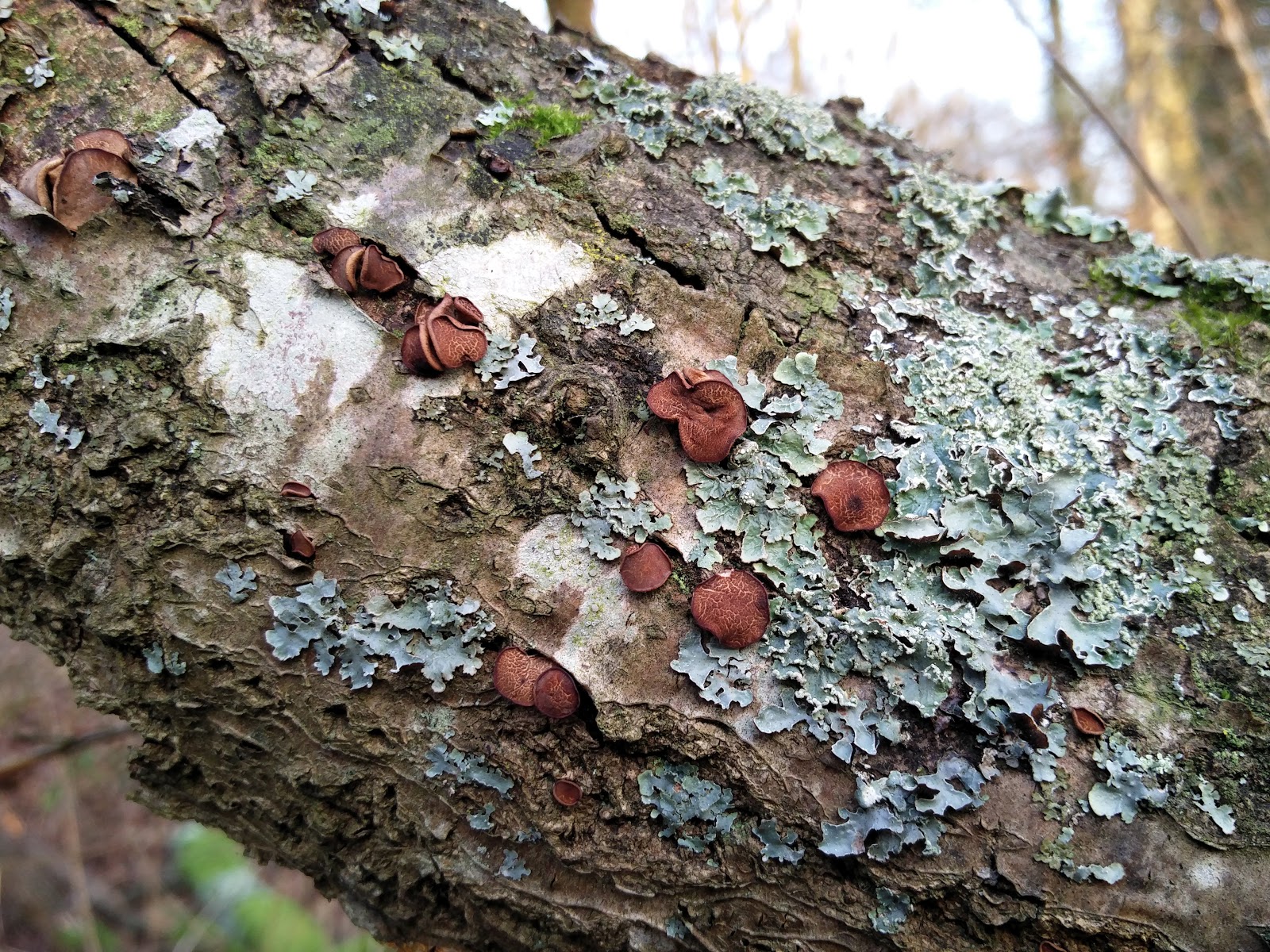 Misidentifying Fungi The old oak tree