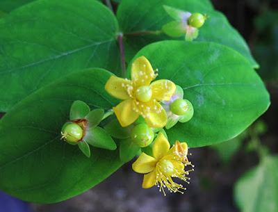 Flores amarillas del hipérico rastrero (Hypericum humifisum)