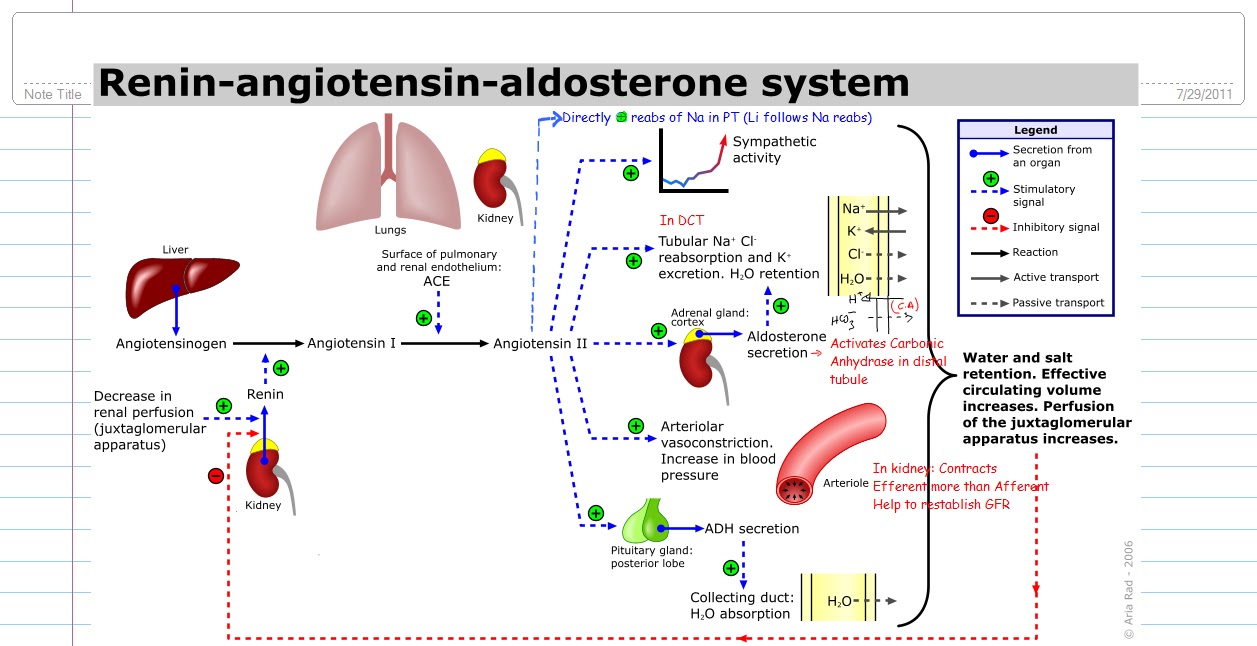 Quike & Vivi's World Renin angiotensinaldosterone system
