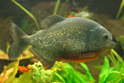 Piranha Caju ou Piranha Vermelha (Pygocentrus nattereri) Piranha Caju ou Piranha Vermelha (Pygocentrus nattereri)
