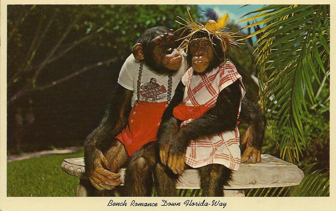 Обезьяна в платье. Причудливое искусство шимпанзе танцовщица. Monkey in Dress. Monkey Bench. Kiveria Nainomis Red Dress with Monkey