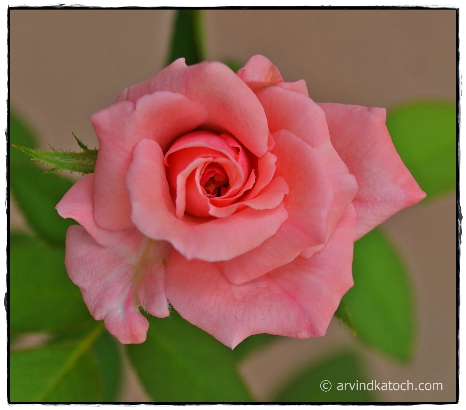 Pink, Rose, Bud, Flower, Journey