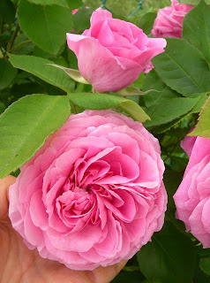 GERTRUDE JEKYLL ROSA ORTICA ORTO ROSE SAVIGNO VALSAMOGGIA BOLOGNA