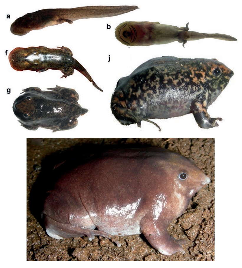 Species New to Science [Herpetology • 2017] Nasikabatrachus bhupathi