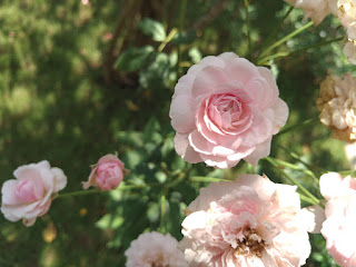 Rose Flower Photo Yutopia
