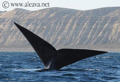 La cola de la ballena y sus formas particulares.