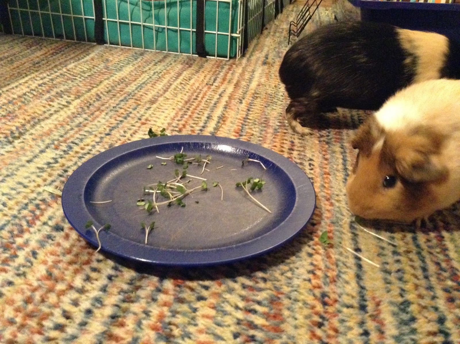 Cavy Savvy A Guinea Pig Blog Can Guinea Pigs Eat Micro Greens?