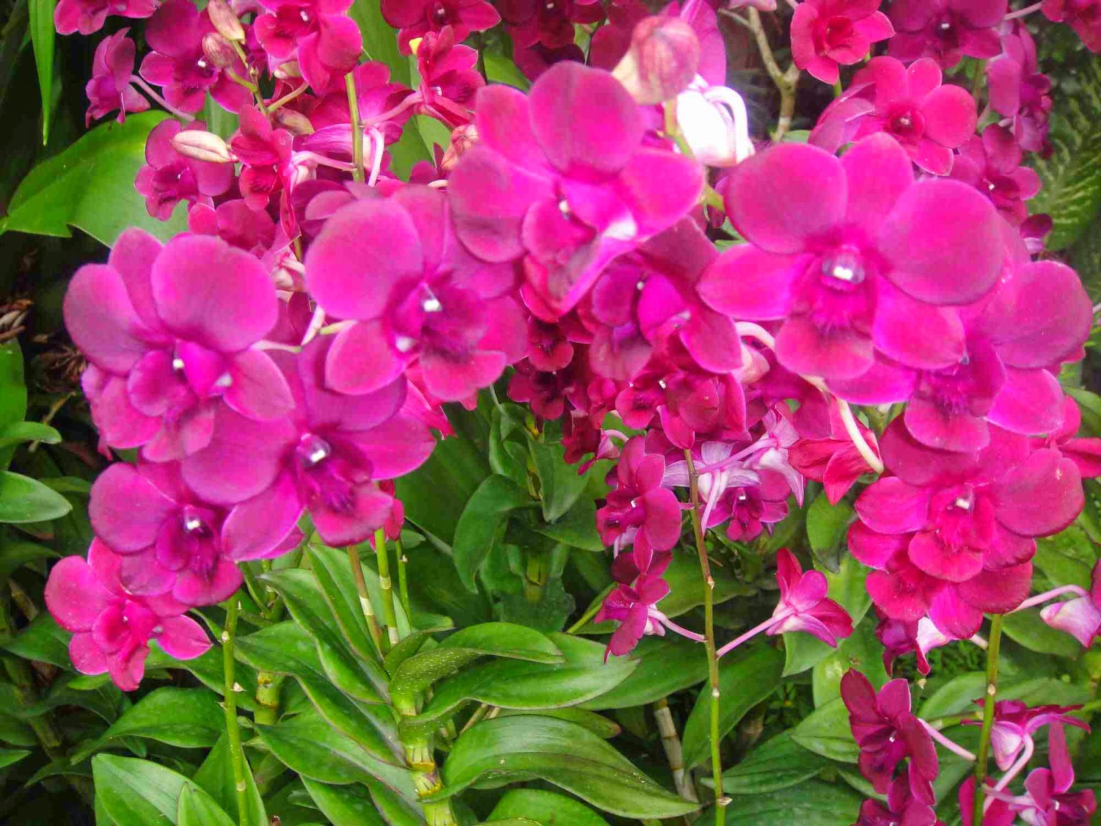 ornamental plants pink orchid pruning ornamental plants
