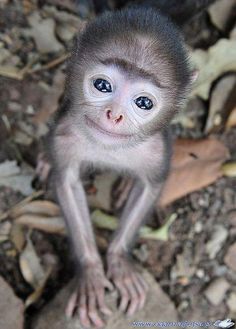 monkey images