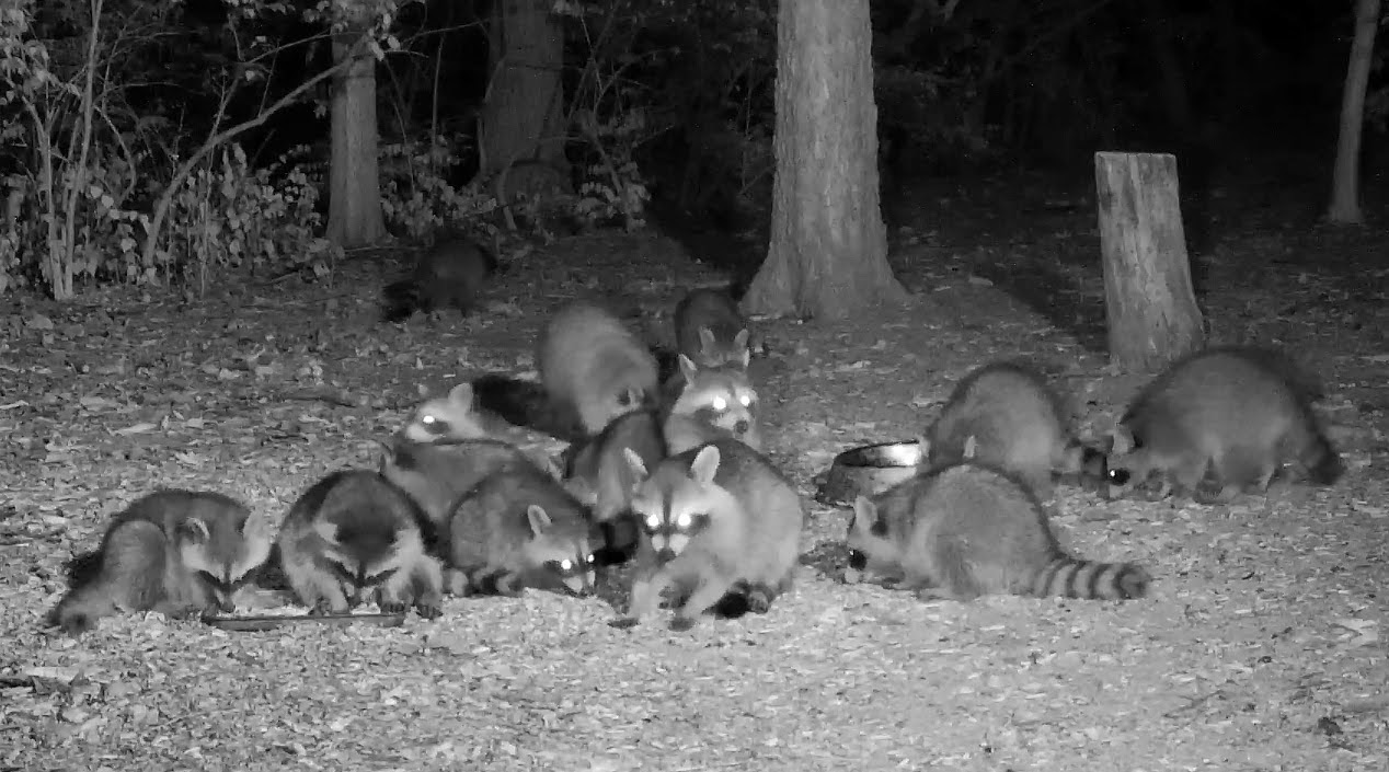 Oaknoll Wildlife Collective noun for raccoons...