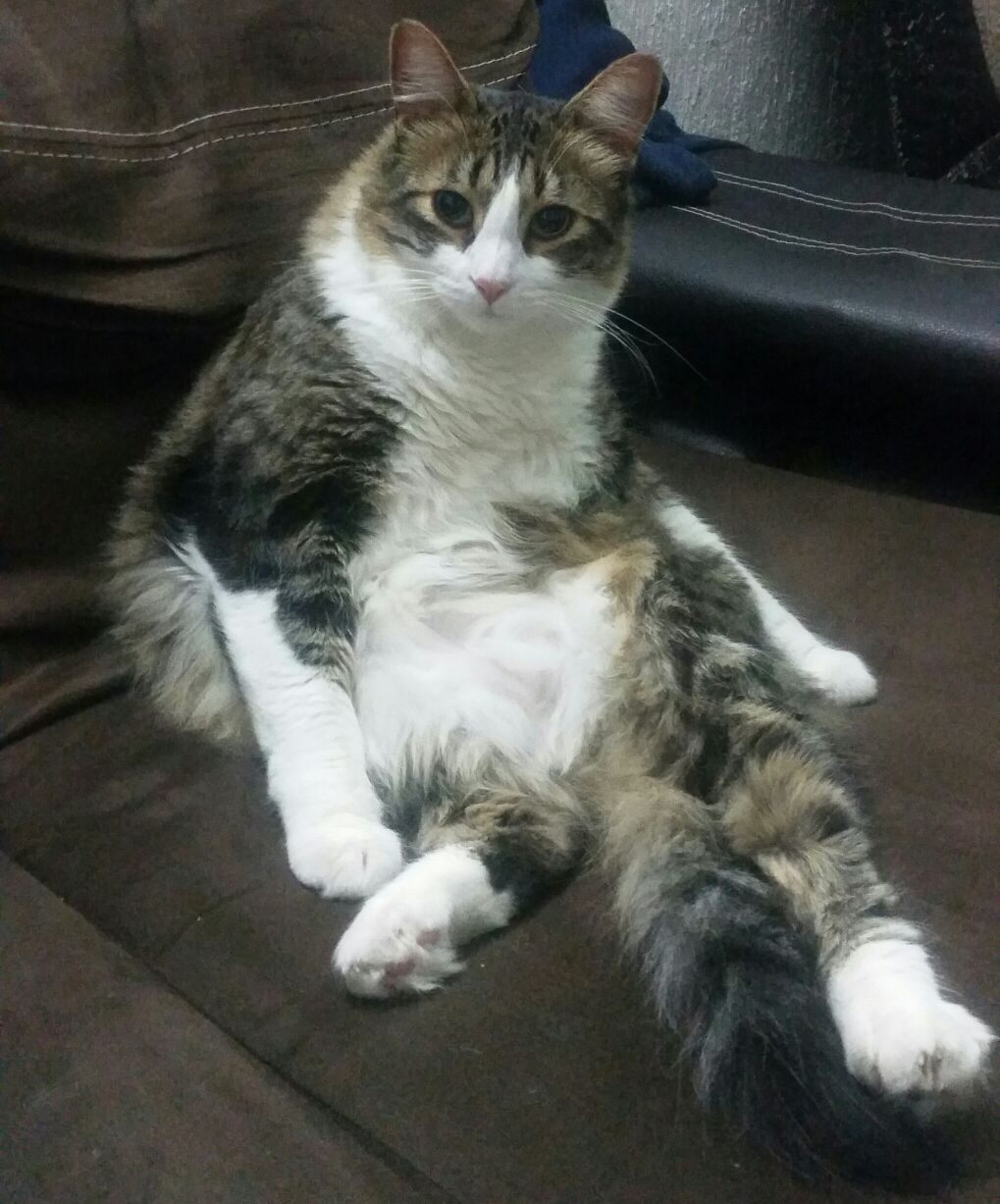 Random Stuff Gatitos El Gusto Del Gato Alimentos