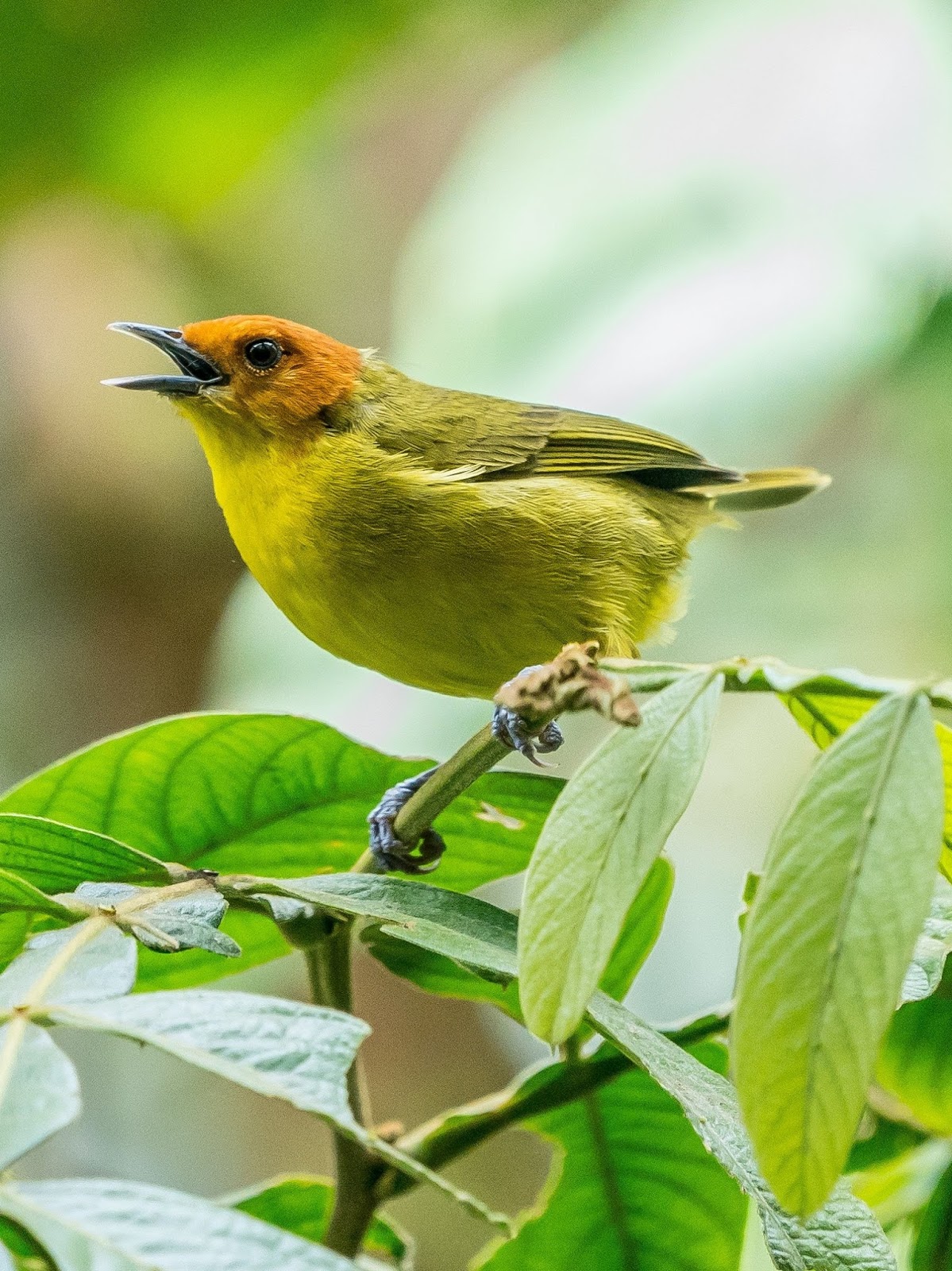 Picture of a bird singing. Picture of a bird singing.