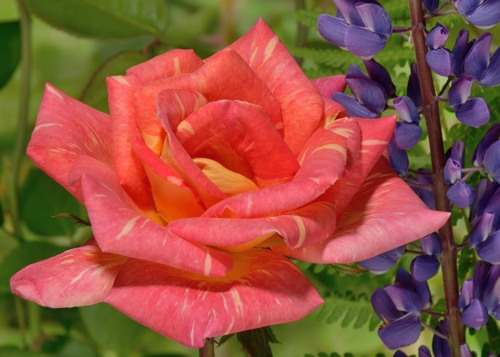 Caribia rose сорт розы фото  