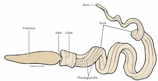 phylum for kingdom animalia, kingdom animalia phylum mollusca class gastropoda, which phylum of kingdom animalia has spiny body, kingdom animalia phylum hemichordata, which phylum in the kingdom animalia has the greatest number of species, phylum in kingdom animalia, kingdom animalia invertebrates phylum, kingdom animalia phylum vertebrata, phylum names in kingdom animalia