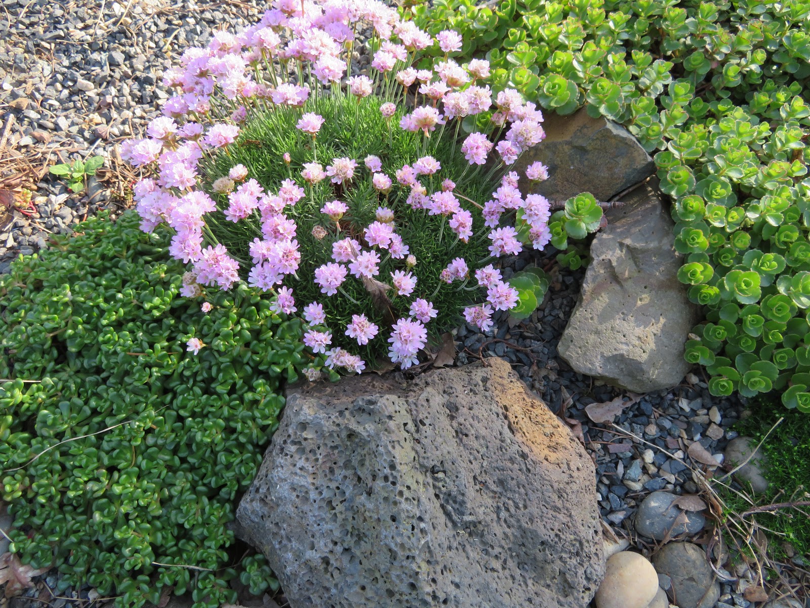 White Swan Properties Blogspot Boxwoods For Ontario Landscapes