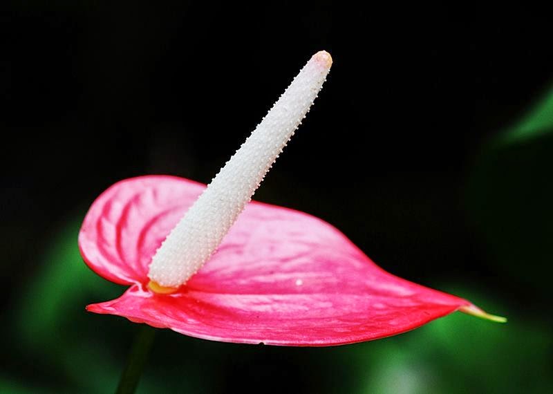 The Heart-Shaped Flower, Anthuriums