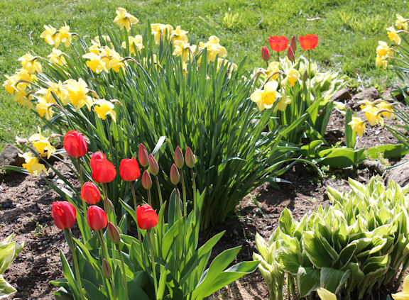 A Spring Garden with tulips and doffodils.