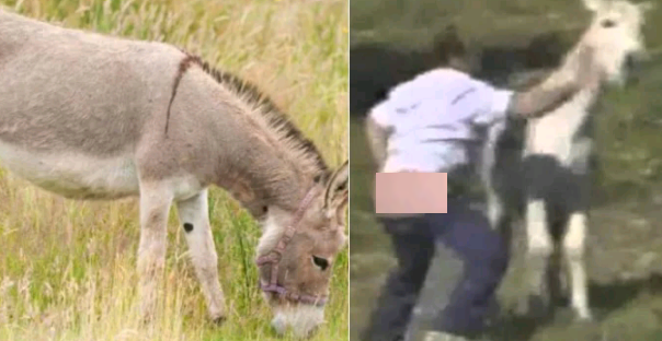 Human Sex With Animals Fifteen Teens Treated For Rabies After Gang Raping A Donkey As Cops Urge Others Who Admired The Beast To Come Forward Human Sex With Animals Fifteen Teens Treated For Rabies After Gang Raping A Donkey As Cops Urge Others Who Admired The Beast To Come Forward