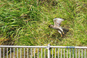 fence, Buzzard Eagle, flying