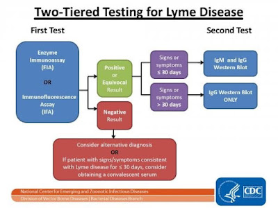 two-tiered Blood Test for Lyme Disease in humans Images