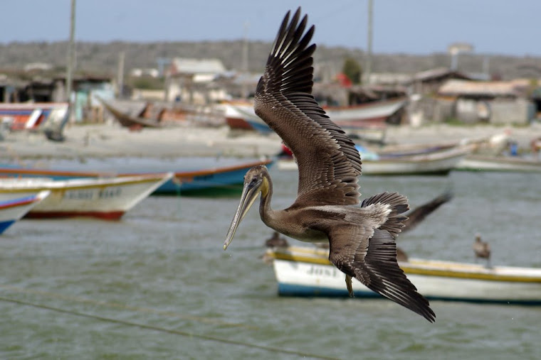 Isla De Margarita