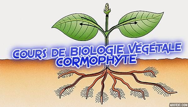 les cormophytes