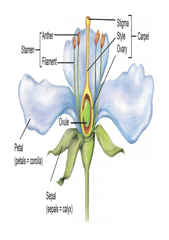 imagen de partes de la flor 
