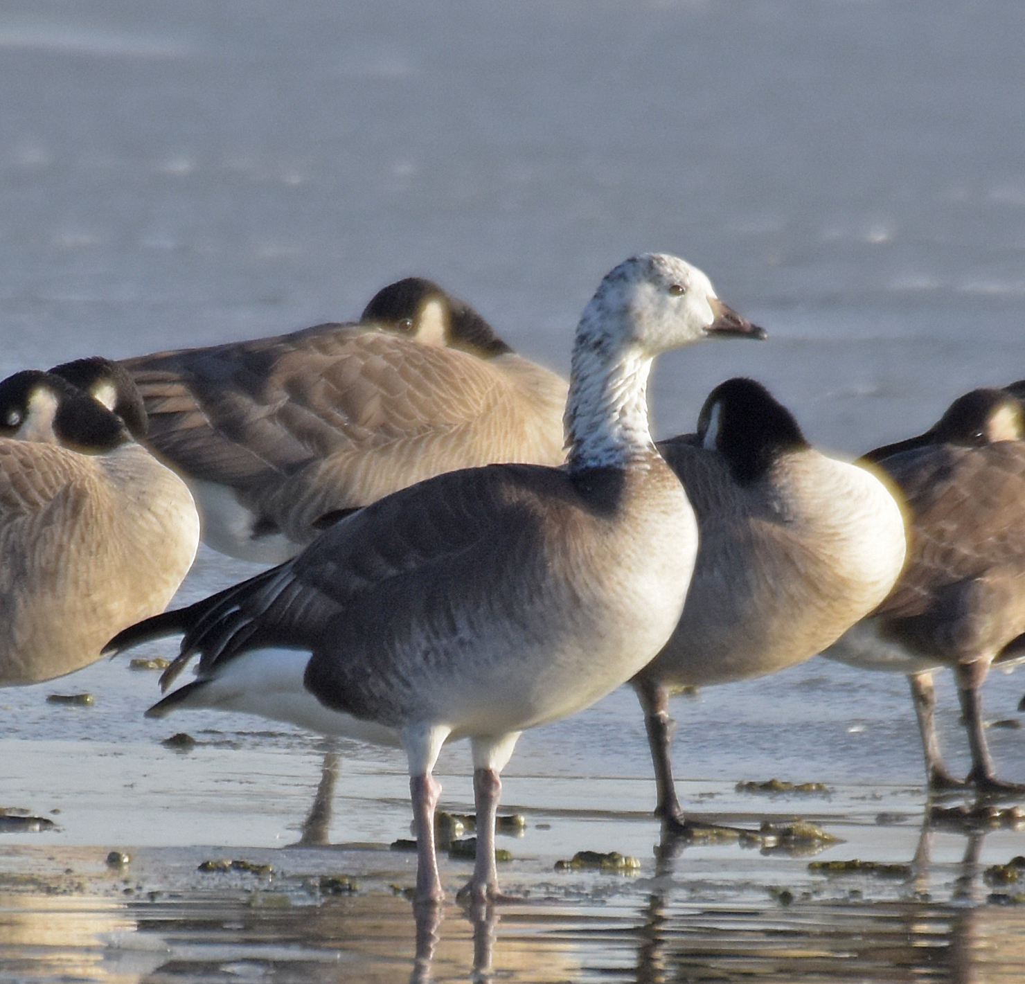 Bird Hybrids Snow Goose x Cackling Goose