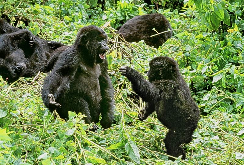 ALL ABOUT GORILLAS The Garden of Eaden