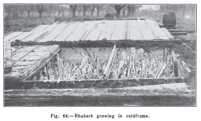 Forcing Winter Vegetables Forcing Winter Vegetables
