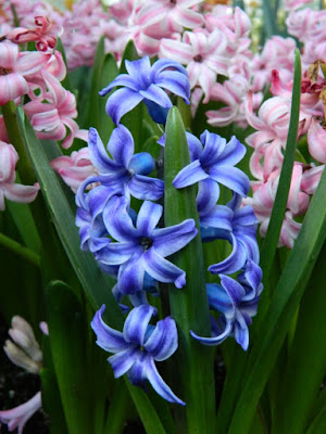 Blue and pink hyacinths at 2016 Allan Gardens Conservatory Spring Flower Show by garden muses-not another Toronto gardening blog