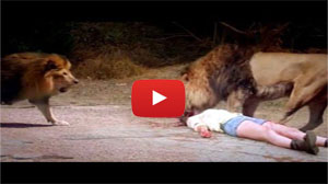 Ataques de animais selvagens mais incríveis - lutas de animais mais maluca  gravados na câmera