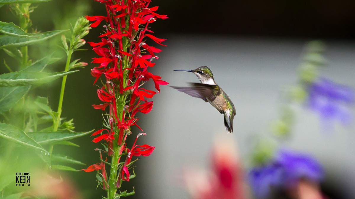 The Baiting Hollow Hummingbird Sanctuary Cardinal Flower Dennis Here S A Recent Photo By Ken Eddy With Hummingbird Roaching 4 Star Favorite Cardinal Flower This Is Long Island Native Perennial That Grows Along