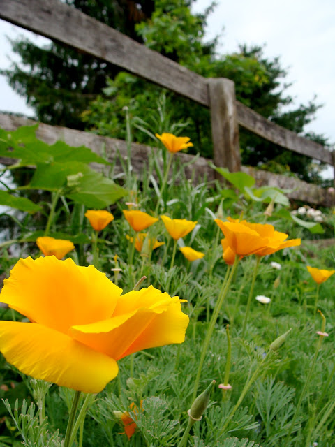 photo by ChatterBlossom of yellow California Poppy garden 