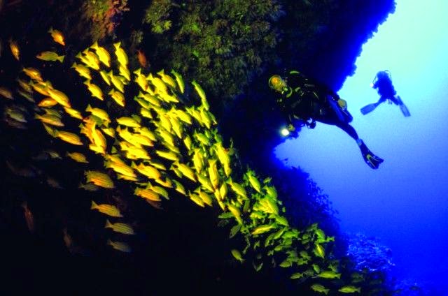 Best Places To Go Scuba Diving On Earth | Maaya Thila - Best night diving in the Maldives Best Places To Go Scuba Diving On Earth | Maaya Thila - Best night diving in the Maldives
