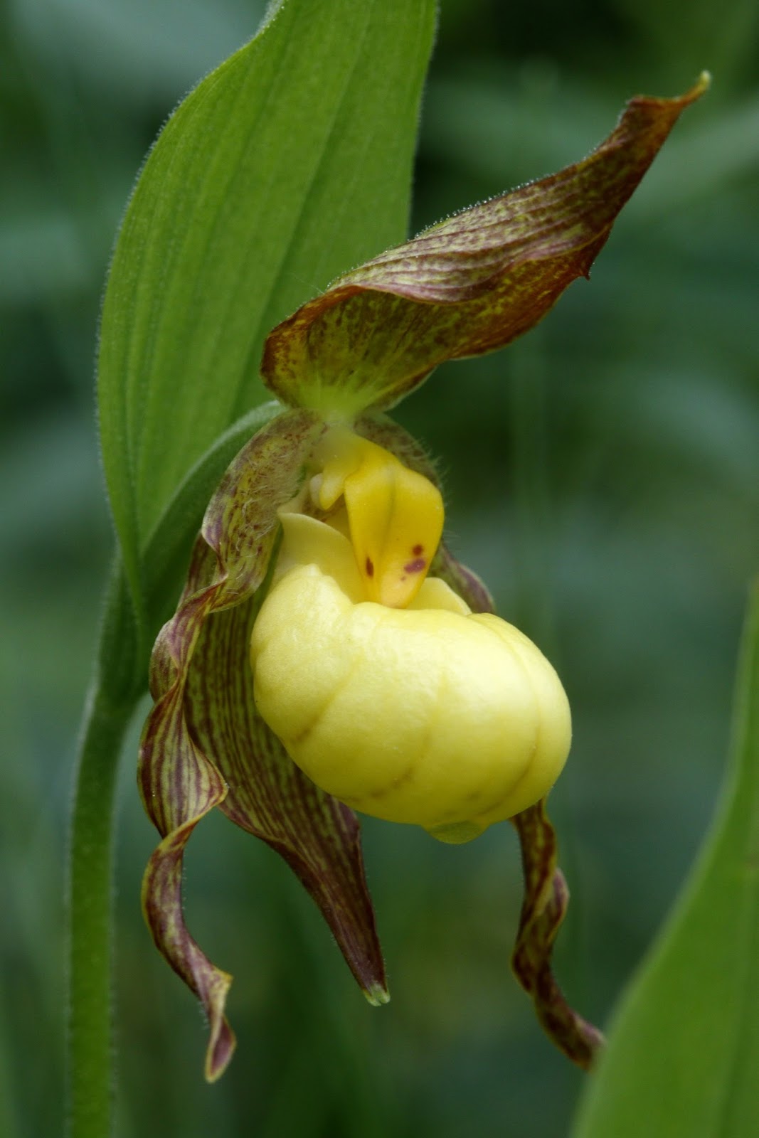 Native Orchids of the Pacific Northwest and the Canadian Rockies (and