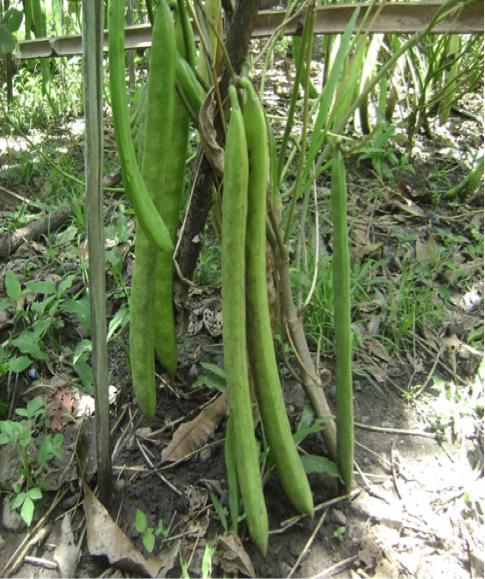 Pengetahuan Bahan Pangan Kacang Koro