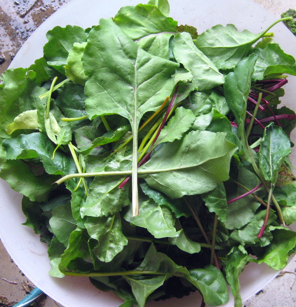 Ramblings Of A Heretic Housewife Garden to Table Beet greens