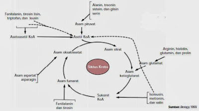 Cara asam amino memasuki siklus Krebs untuk mendapatkan energi Cara asam amino memasuki siklus Krebs untuk mendapatkan energi