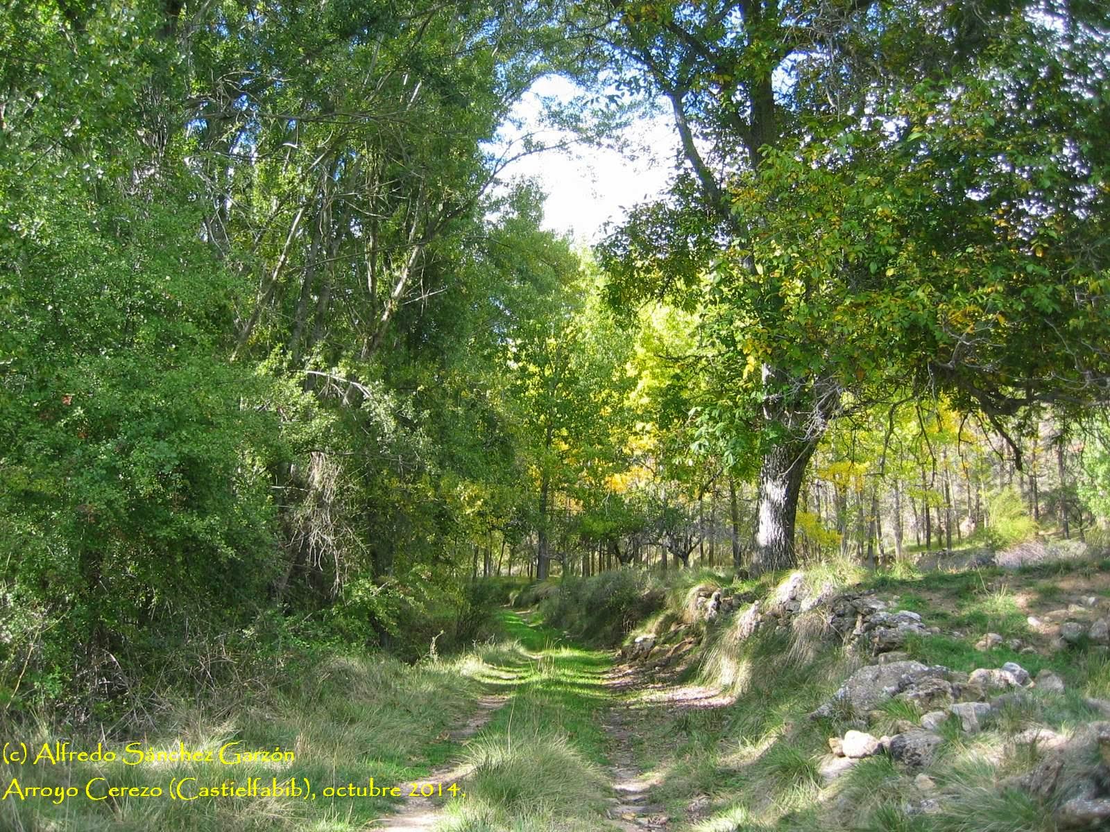 castielfabib-arroyo-cerezo-camino castielfabib-arroyo-cerezo-camino