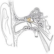 el hueso más corto del cuerpo es el estribo, que se encuentra en la cadena de huesecillos del oído