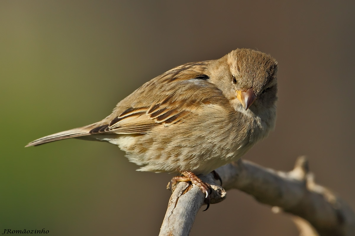 Pardal Pardal