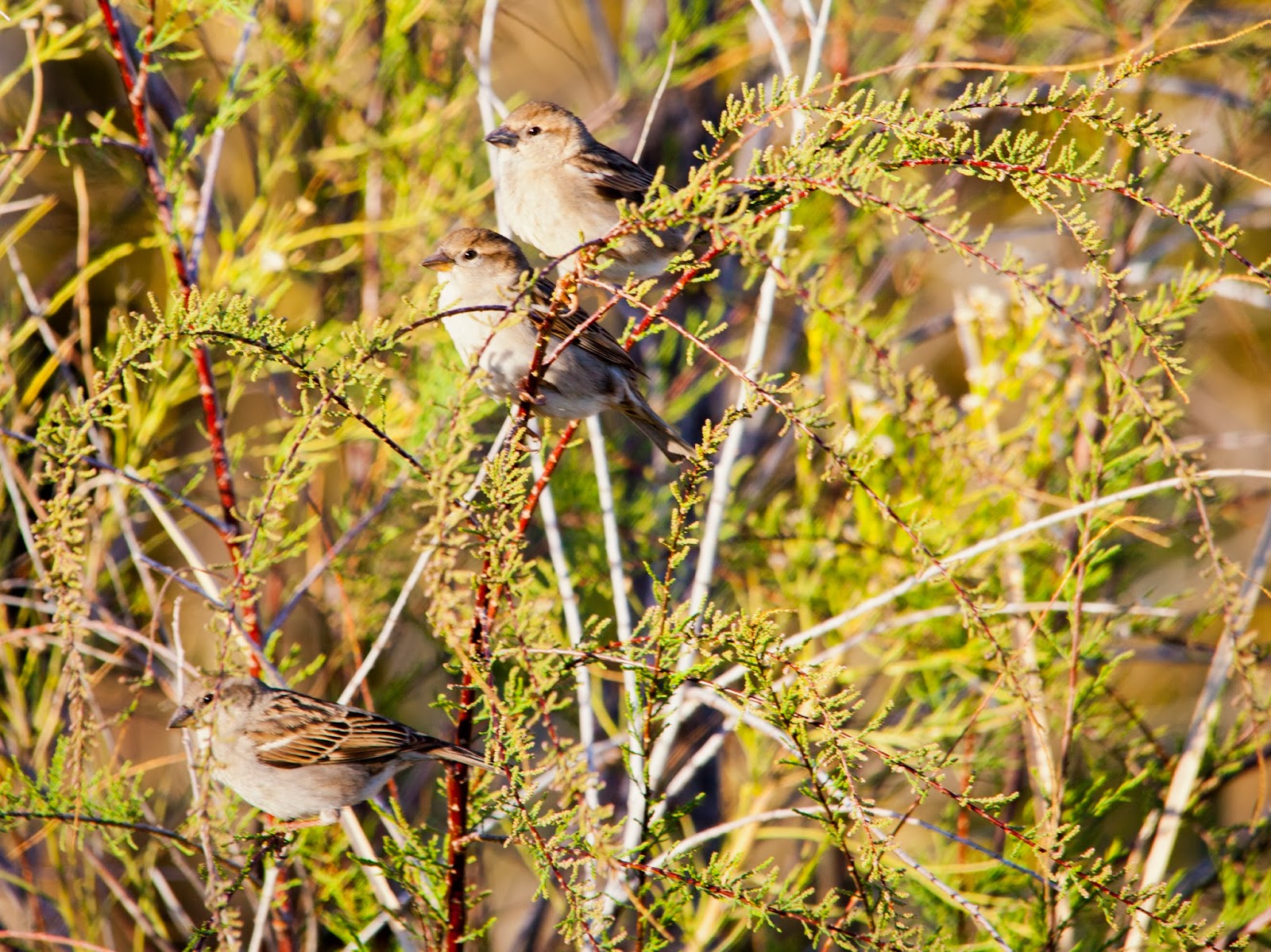 Walking Arizona: Sparrows