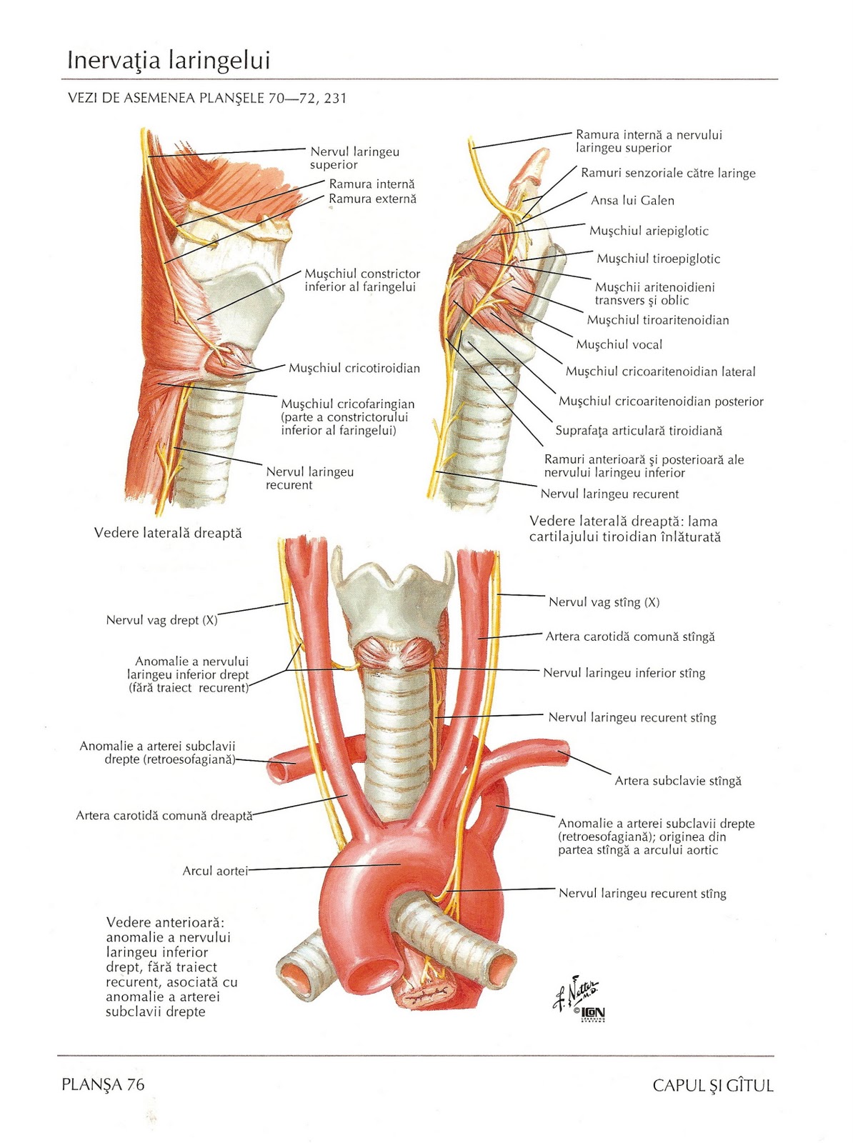 Нерв глотки. Возвратный нерв щитовидной железы анатомия. Хрящи гортани топографическая анатомия. Анатомия гортани кровоснабжение и иннервация. Иннервация щитовидной железы анатомия.