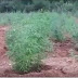 (வீடியோ இணைப்பு) பொருள் ஒழிப்பு பிரிவினரின் சுற்றி வளைப்பில் சுமார் 4500 கஞ்சா செடிகள் சிக்கின.