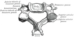 bentuk tulang leher manusia