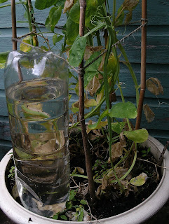 holiday proof garden upturned water bottle in pots Green Fingered Blog holiday proof garden upturned water bottle in pots Green Fingered Blog