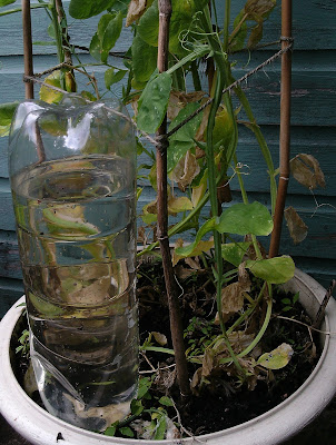 holiday proof garden upturned water bottle in pots Green Fingered Blog