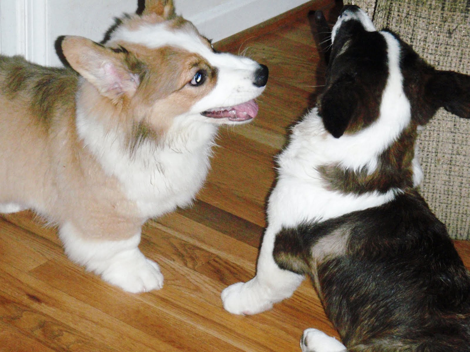 grangefield cardigans